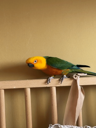 Sun conure roams freely through a Khimki home