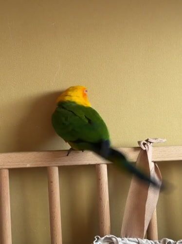 Sun conure roams freely through a Khimki home