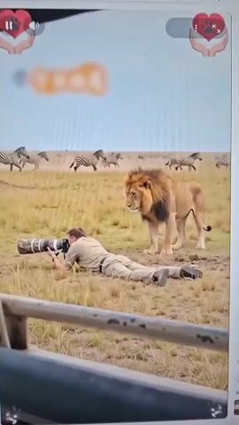 The video shows a person lying on their stomach on dry grass, aiming a large telephoto lens camera towards a lion. In the background, a herd of zebras runs across a savanna. The scene shifts to a dirt path where a group of lions, including several cubs and at least one adult lioness, walks towards the camera. The cubs appear playful.