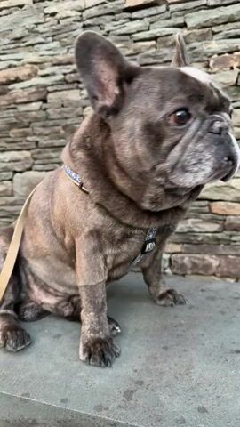 A brindle French Bulldog is sitting on a stone ledge in front of a stone wall. The dog is looking to the right of the frame. It then turns its head to look towards the camera. The dog's tongue is slightly sticking out. The dog is wearing a blue and yellow patterned harness. A beige leash is attached to the harness and trails off to the left of the frame. The dog's fur is dark brown with lighter brown stripes. Its ears are upright and its eyes are dark brown. The stone wall behind the dog is made of irregular, flat stones in various shades of brown and grey. The stone ledge the dog is sitting on is a lighter grey color. The lighting is natural, suggesting it is outdoors during the day. The video captures the dog's facial expressions and movements.