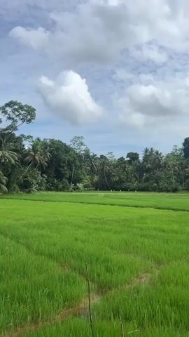 This is a vertical, full-shot video of a lush green rice paddy field under a dynamic sky. The foreground is dominated by the vibrant green of young rice stalks, some of which are submerged in shallow water, evidenced by the reflections and muddy patches. Two thin, dark sticks are visible sticking out of the field in the lower portion of the frame, likely markers or remnants of agricultural activity.

Beyond the paddy, a dense line of tropical trees forms the backdrop, with numerous palm trees prominently featuring among them. The foliage is thick and verdant, suggesting a humid, tropical climate. The sky is a mix of blue and white, with large, dramatic clouds casting shadows and creating a sense of depth and movement. The lighting suggests it is daytime, possibly late morning or early afternoon, with the sun intermittently breaking through the clouds.

There are no people or distinct objects other than the natural elements and the agricultural markers. The overall scene conveys a sense of natural beauty, tranquility, and agricultural productivity. The location cues—the type of vegetation and the rice paddy cultivation—point towards a rural setting in a tropical region, consistent with the provided location of Kadukanna, Sri Lanka. The weather appears to be partly cloudy, with the potential for rain given the dramatic cloud formations. No text is visible in the media file.