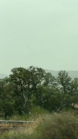 This video captures a panning shot of a rural landscape. The foreground features blurred vegetation and a faint metal barrier, suggesting the shot is taken from a moving vehicle. In the middle ground, a dense collection of trees and shrubs dominates, with scattered dry grass and patches of cultivated land visible. Beyond this, rolling hills covered in vegetation recede into the distance. The background is a series of layered, hazy mountains under a light, overcast sky. A single utility pole is visible in the middle ground. The overall impression is one of a quiet, somewhat dry, and sparsely populated rural environment.