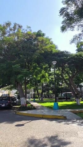 The video shows a daytime view of a park or public green space with large trees, manicured green grass, sidewalks, and streetlights. A road or parking area is visible in the foreground. The scene is brightly lit with sunlight filtering through the trees. There is a man walking along a sidewalk in the middle distance. The trees provide ample shade. Some trees have white paint or markings on their trunks. There's a bus stop visible in the background. The camera pans slightly from left to right.