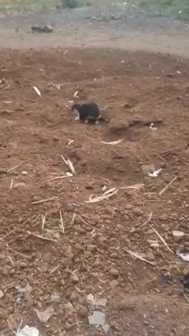 A video shows a cat in a dirt field. The cat is mostly black and white and is digging in the dirt. There is some dry grass and debris on the ground. In the background, there are some trees and plants.