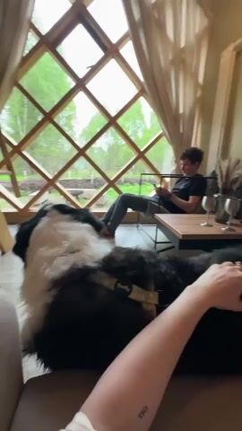 A woman sits on a couch, petting a large black and white dog wearing a harness. A man sits in a chair across the room, looking at his phone. The room has a large, diamond-patterned window overlooking a forest. A wooden ladder is visible to the left of the window. There is a small table with wine glasses next to the man. The woman pets the dog, and the camera moves slightly, showing her leg and a small tattoo on her ankle. The man is wearing jeans, a black shirt, and brightly colored socks.