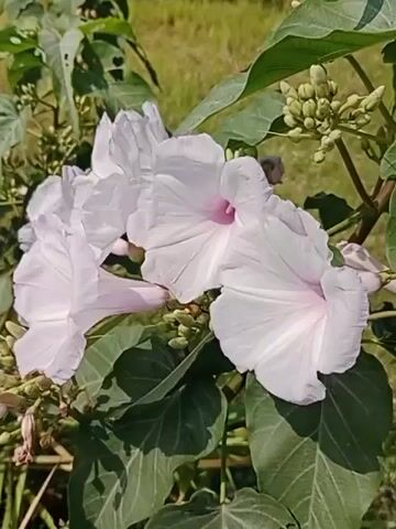 A video shows a close-up view of several large, pale pink trumpet-shaped flowers with green leaves and unopened buds. The flowers are clustered together on a stem, and the background is blurred green grass. The lighting is natural, suggesting it was filmed outdoors in daylight. There are no people or animals visible in the video.