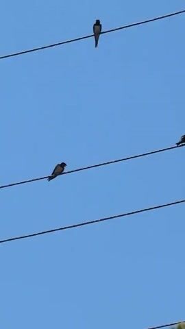 Three birds are perched on parallel wires against a clear blue sky. The top wire has one bird in the center, facing left. The second wire from the top has one bird on the right, facing left. The third wire from the top has one bird on the left, facing right. A small patch of green leaves is visible in the bottom right corner of the frame.