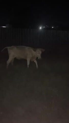 The image shows a single light-colored cow standing in a grassy area at night. The cow is positioned towards the center-left of the frame, facing slightly towards the right and looking directly at the camera. Its eyes reflect light, appearing as distinct green-yellow dots in the darkness. The cow's coat appears to be a mix of light brown and white or cream.

Behind the cow, a dark corrugated metal fence stretches across the entire width of the background, suggesting an enclosure. Beyond the fence, in the far distance, several small points of artificial light are visible, indicating buildings or other structures. The overall setting is very dark, suggesting it is late at night, and the primary light source illuminating the cow appears to be off-camera, possibly a flash or spotlight, which also causes the eye-shine.

The ground is covered in grass, which is dimly lit, revealing some texture but mostly appearing as a dark, flat surface. There are no people visible, and no specific activity is taking place other than the cow standing still. The scene appears to be in a rural or semi-rural environment in Yandare, Russia. No visible text is present in the image.