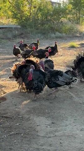 A flock of turkeys walks on a dirt path. A young girl with blonde hair in a ponytail, wearing sunglasses and a yellow and white patterned shirt, stands facing away from the camera, looking at the turkeys. The turkeys are a mix of dark and lighter colored feathers, with some displaying their tail feathers. The environment appears to be outdoors, with trees and a building visible in the background. The lighting suggests it is either early morning or late afternoon. The girl's hair is slightly messy, and she appears to be observing the birds.