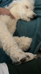 White poodle sleeps peacefully while receiving gentle pets