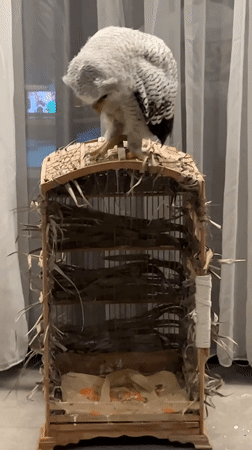 Juvenile owl perched on a decorated wooden birdcage in Bali