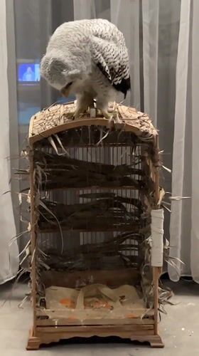 Juvenile owl perched on a decorated wooden birdcage in Bali