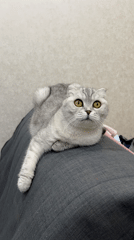 Scottish Fold cat photographed at rest in Cheboksary home