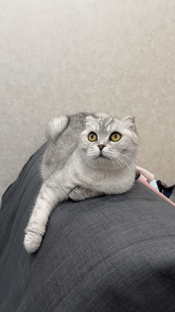 Scottish Fold cat photographed at rest in Cheboksary home