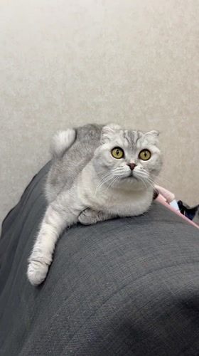 Scottish Fold cat photographed at rest in Cheboksary home