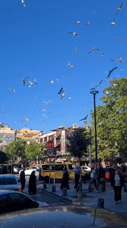 Crowds gather at sunny waterfront as seagulls fill clear skies