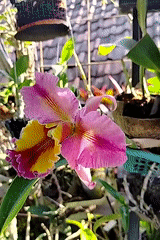 Backyard life in Beloh: roosters, orchids, and garden plants