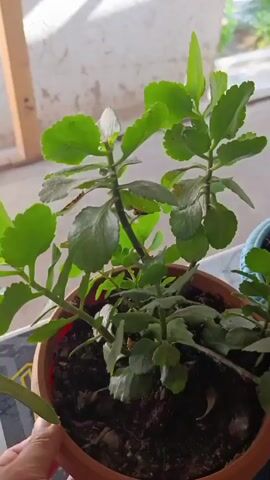 This is a short video clip showing a close-up of a potted Kalanchoe plant. The plant is a succulent with thick, green, scalloped leaves. It is planted in a terracotta pot that sits on a dark-colored surface with a geometric pattern. In the background, there is a blurred wall and a window with natural light streaming in, suggesting it is daytime. There are no people clearly visible, only a hand gently touching the edge of the pot at the beginning of the clip. The video focuses on the plant, highlighting its healthy green foliage. The overall mood is calm and domestic, suggesting the plant is indoors or on a patio. There is no visible text in the video.