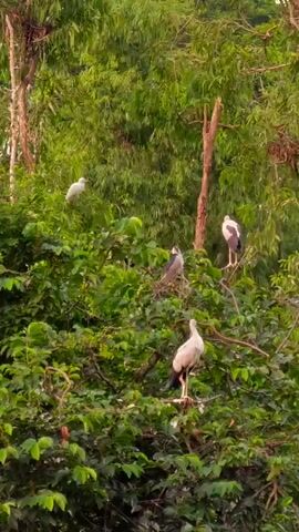 A flock of birds, including storks and egrets, perch on tree branches amidst lush green foliage. The video opens with a wide shot of the birds scattered across the trees. The camera then zooms in on a stork standing on a branch, preening its feathers. The scene is set in a natural environment, likely a forest or a wetland, with dense vegetation and tall trees. The lighting suggests it is either early morning or late afternoon, as the sun casts a soft glow through the leaves. The birds appear calm and undisturbed, showcasing their natural behavior in their habitat.