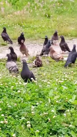 A flock of pigeons is gathered on a grassy area with some dirt paths. The pigeons are of various colors, including gray, dark gray, brown, and white. Some pigeons are standing still, while others appear to be pecking at the ground. The environment is natural, with green grass and small white flowers visible in the foreground. The lighting suggests it is daytime, likely overcast or in the shade. There are no humans or other animals visible in the frame.