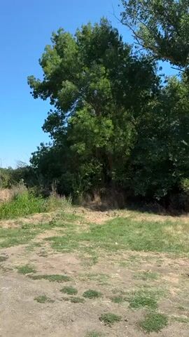 The video shows a wide shot of an outdoor scene with a clear blue sky and green trees. The foreground is a dirt path with some patches of grass. The camera pans slowly to the right, revealing more of the trees and foliage. The trees are lush and green, with a few bare branches visible on one tree on the far right. The overall impression is one of a natural, somewhat overgrown area on a sunny day. There are no people or specific objects of interest in the video.