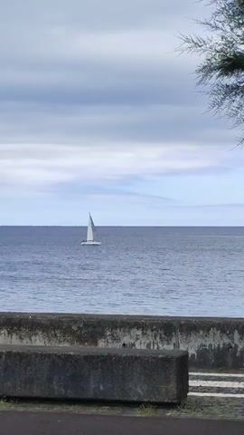 The video shows a solitary white sailboat on a blue ocean under a cloudy sky. The foreground features a concrete barrier with plants growing on it and a dark surface, possibly a road or path. A tree branch is visible in the upper right corner of the frame. The sailboat appears to be moving slowly across the water. The overall scene is calm and serene.