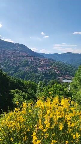 This is a vertical video of a scenic mountainous landscape. In the foreground, a cluster of vibrant yellow wildflowers with green foliage is in sharp focus. Beyond the flowers, a dense forest of green trees fills the middle ground. Further in the distance, a town with red-tiled roofs is nestled on the side of a rolling green hill. The background is dominated by larger, blue-hued mountains under a bright blue sky dotted with white, fluffy clouds. The sun is shining, suggesting it's daytime, likely morning or afternoon given the lighting. The overall impression is one of natural beauty and tranquility, with the town integrated harmoniously into the landscape. There is no visible text in the video. The location is identified as Metsovo Municipal Unit, Greece.