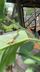 Snake feeds on frog on leaf in Kediri
