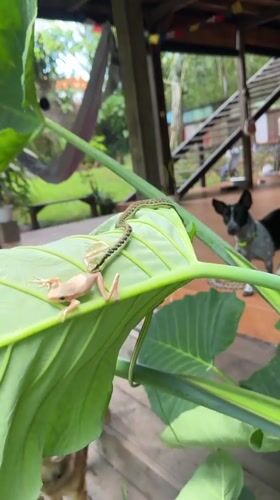Snake feeds on frog on leaf in Kediri