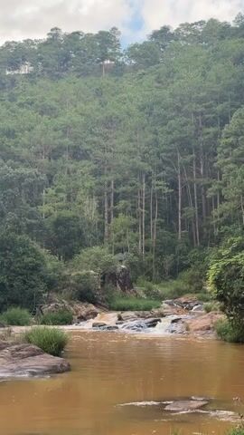 A vertical, medium shot captures a murky brown river flowing through a forest. The river is bordered by rocks and lush green vegetation. Beyond the river, a dense forest of tall pine trees rises up a hillside, with a cloudy sky visible above the canopy. The water is turbulent in some areas, suggesting a gentle current or small cascades over rocks. The overall impression is a serene, natural landscape.