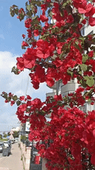Coastal promenade scenes documented in Mezitli, Turkey