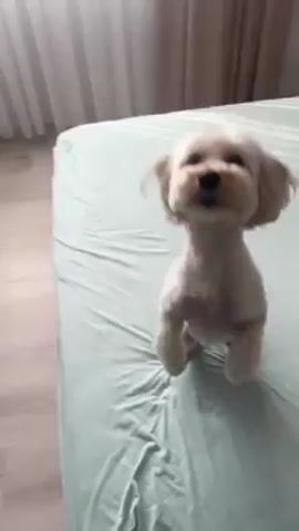 A small, light-colored dog, likely a poodle mix, stands on its hind legs on a bed with light green sheets. It briefly falls forward, then looks up at the camera and licks its nose. The camera is close to the dog, capturing its face in detail. The background shows a blurred section of a white wall with a beige curtain on the left.