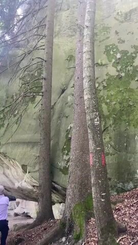 The video pans across a forest scene featuring tall trees and large rock formations. The rocks are covered in moss, indicating a damp environment. Sunlight filters through the trees, creating dappled light on the forest floor, which is covered in fallen leaves and some exposed roots. In the foreground, several trees are visible, some with red markings on their bark. The camera movement suggests exploration of the area, moving from a closer view of the trees to a wider perspective of the rocks and the natural landscape.