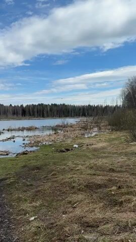 The video shows a scenic view of a lake on a partly cloudy day. In the background, a dense forest stretches along the horizon, while the foreground features a grassy bank leading to the water's edge. The sky is blue with patches of white clouds, some of which are reflected in the still water of the lake. The bank consists of a mix of green grass and brown, dry vegetation. A small path is visible leading from the camera's perspective towards the lake. Several birds fly overhead in the distance. The overall scene conveys a sense of tranquility and natural beauty.