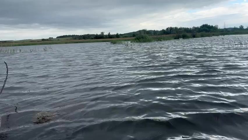 A first-person perspective video shows a body of water with choppy waves under a cloudy sky. In the distance, a treeline and grassy fields are visible. Small clumps of vegetation poke out of the water closer to the shore. The camera moves slightly, creating a sense of gentle motion on the water.