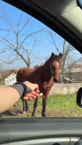 The video, shot from inside a vehicle on a sunny day, focuses on a brown horse standing outside in a grassy area. The horse has a white marking on its forehead and a blue halter. A person's hand, wearing a black wristband, reaches out from the car window towards the horse. In the background are bare tree branches and a low concrete fence. The scene suggests a rural setting with a clear blue sky. The person in the car makes a "kssh kssh" sound.