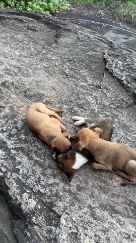 The video shows four puppies sleeping on a large gray rock. There are three golden-brown puppies and one black-and-white puppy. The puppies are curled up next to each other, and some of them are touching. The rock is surrounded by green plants and trees, and in the background, there is a wide view of a green landscape under a blue sky with white clouds. The camera pans up from the puppies to show the surrounding view.