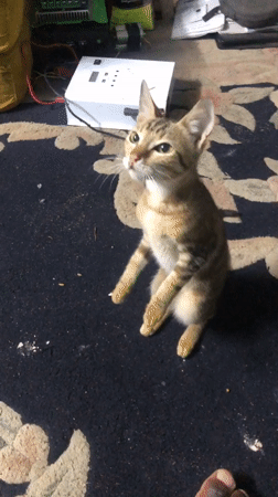 Tabby cat and kittens on a rug in Lagos