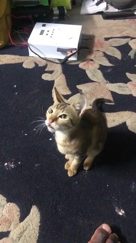 Tabby cat and kittens on a rug in Lagos