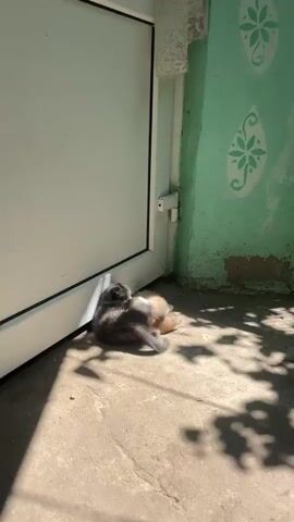 A video shows three kittens playing outside next to a door. One kitten, primarily gray, wrestles with another kitten that is orange. A third kitten, mostly dark gray, briefly joins the play before moving away. The kittens are on a concrete surface with dappled sunlight and shadows from overhead foliage. The background shows a portion of a white door and a green wall with a faint floral stencil.