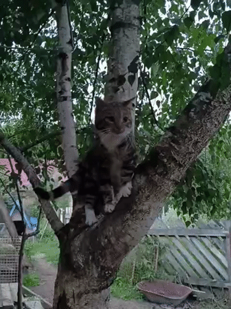 Tabby cat perched on a branch, surveying the yard below