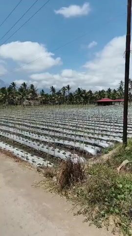 This is a short, panning video of a large, flat agricultural field under a partly cloudy blue sky. Rows of plants are visible, each covered with white plastic sheeting and supported by thin vertical stakes. The plants appear to be young seedlings. In the background, a line of palm trees and a building with a red roof can be seen. The field is bordered by dry grass and dirt on one side. There are no people or animals visible in the video. The camera pans slowly from left to right, capturing the expanse of the cultivated area.