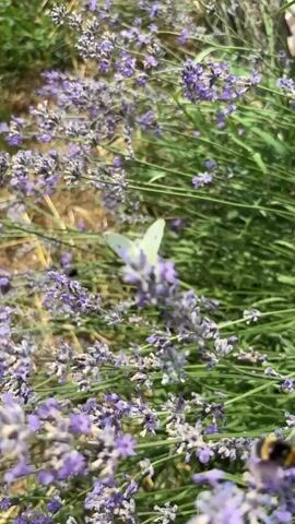 A close-up shot shows a patch of lavender bushes with purple flowers. In the foreground, a bumblebee flies among the lavender, and in the background, a white butterfly flutters near a patch of grass. The scene appears to be outdoors on a sunny day, with lush green foliage and dry soil visible. The camera is positioned at a low angle, focusing on the insects and flowers.