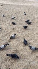 Pigeons forage on Alanya beach during quiet morning hours