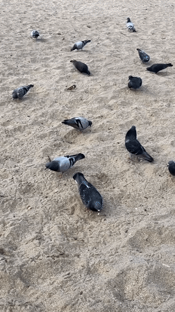 Pigeons forage on Alanya beach during quiet morning hours