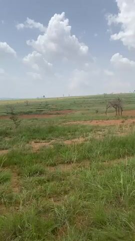 This is a landscape video taken in Rim, Nigeria. The scene depicts a vast, rolling countryside with green grass and patches of reddish-brown earth. Scattered trees, some appearing bare, dot the landscape. In the distance, the land rises into gentle hills. The sky is a pale blue, filled with fluffy white clouds. The lighting suggests it is daytime, likely late morning or early afternoon, with bright sunlight. The overall mood is serene and natural. There are no people or visible objects in the foreground. The video shows no visible text. The activity appears to be a slow panning shot across the natural scenery.