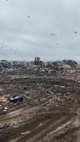 The video shows a landfill with large piles of trash. A yellow bulldozer is visible in the distance, moving across the landfill. Many birds are flying in the sky above the landfill. The ground in the foreground is muddy and appears to be a path with tire tracks. A black tire is lying on the ground in the foreground. The sky is overcast.