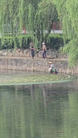 The video shows a body of water, likely a river or lake, with lush green trees and vegetation along its bank. On the bank, three people are visible. Two individuals, wearing hats and casual clothing, are standing near the water's edge, appearing to be supervising or assisting. One of them is holding a long pole. Closer to the water, a third person, also wearing a hat and dressed in darker clothing, is kneeling or squatting. This person is interacting with a circular fishing net that is spread out in the shallow water. The net has visible white floats along its perimeter and appears to be capturing something, possibly fish or aquatic plants, as there is green material within its circumference. The water is calm with a greenish hue, reflecting the surrounding greenery. The overall scene suggests a traditional fishing or harvesting activity taking place in a natural, tranquil environment.