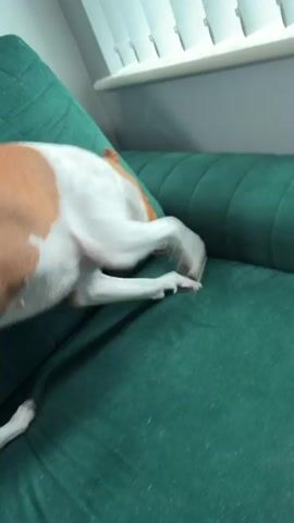 A dog with white and tan markings is on a green couch. The dog is looking at the camera.