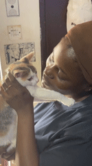 Calico kitten explores a Gwarinpa home, July 2026